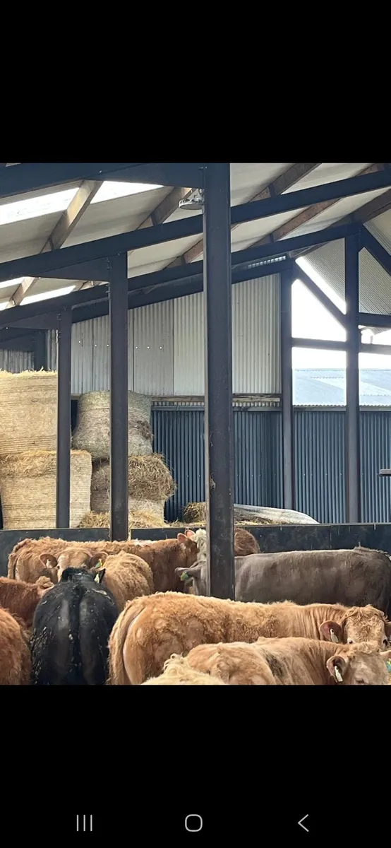 Bulls Weanlings - Image 2