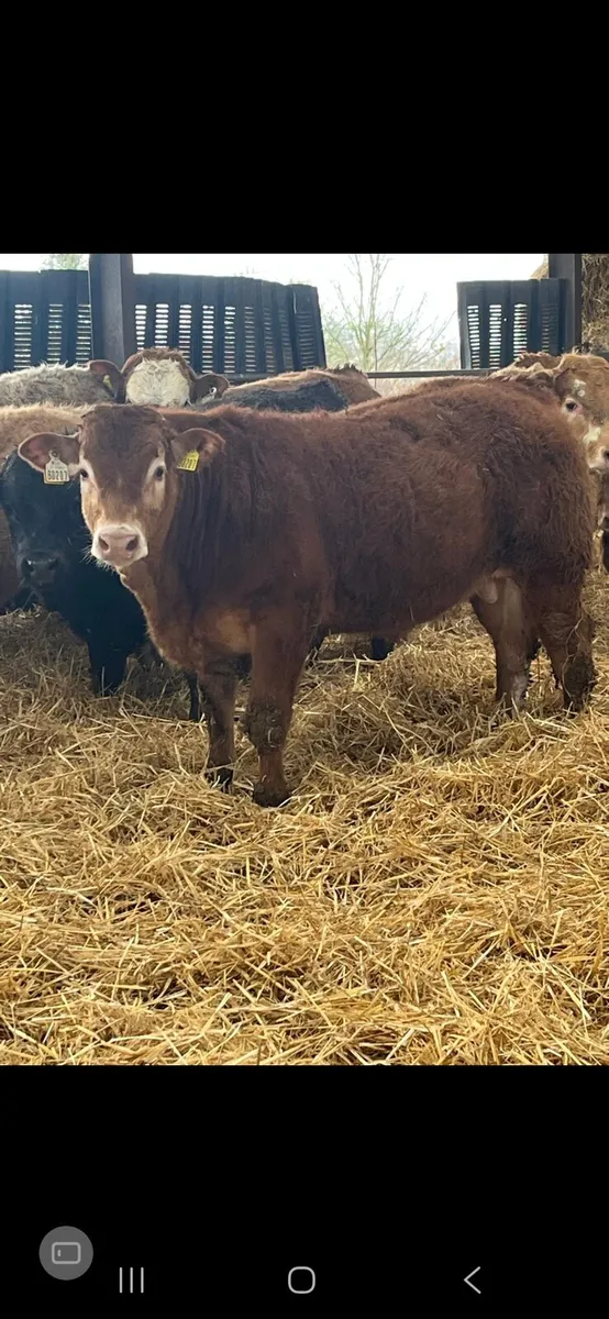 Bulls Weanlings - Image 3