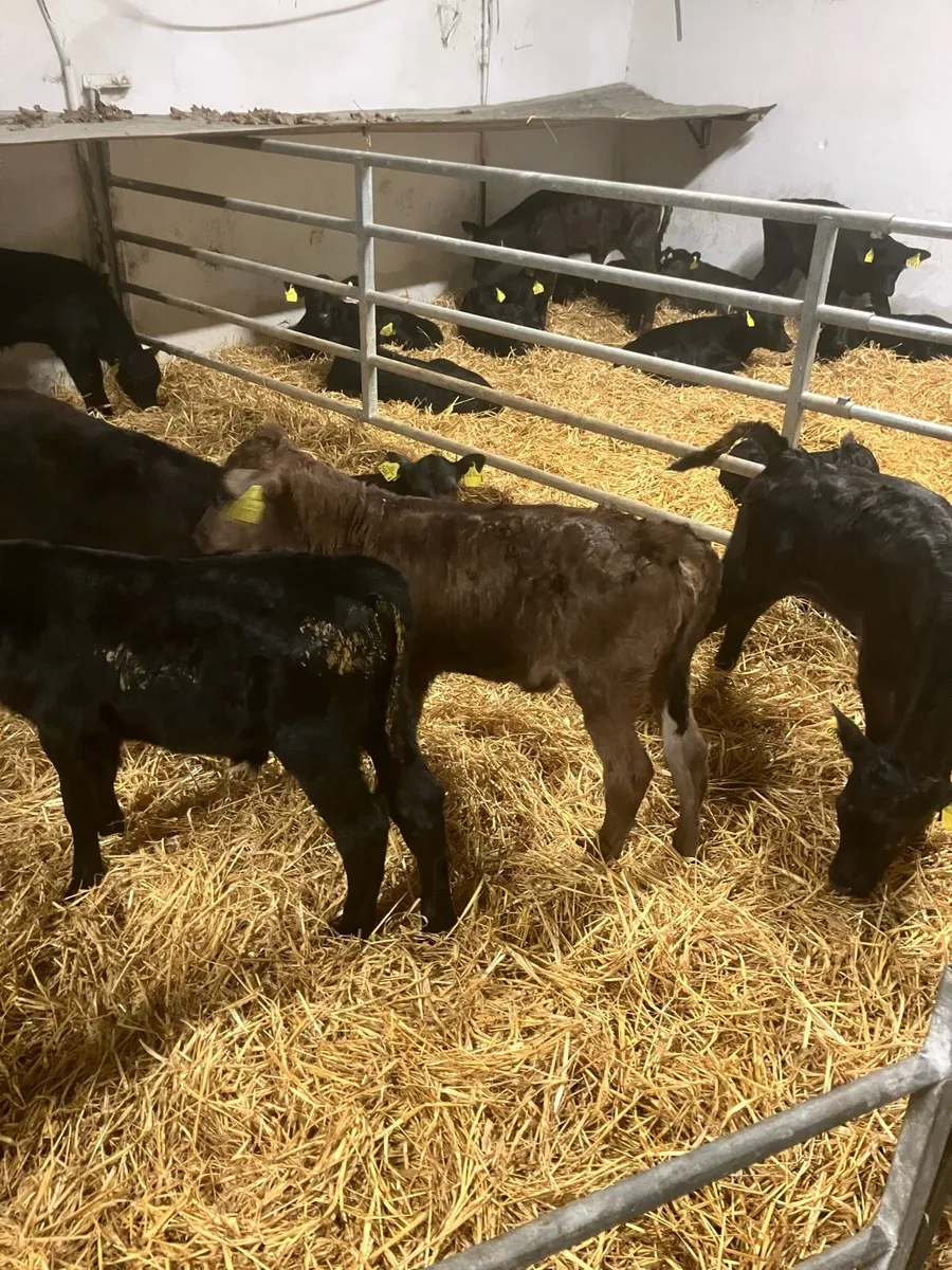 AA female Calfs - Image 2