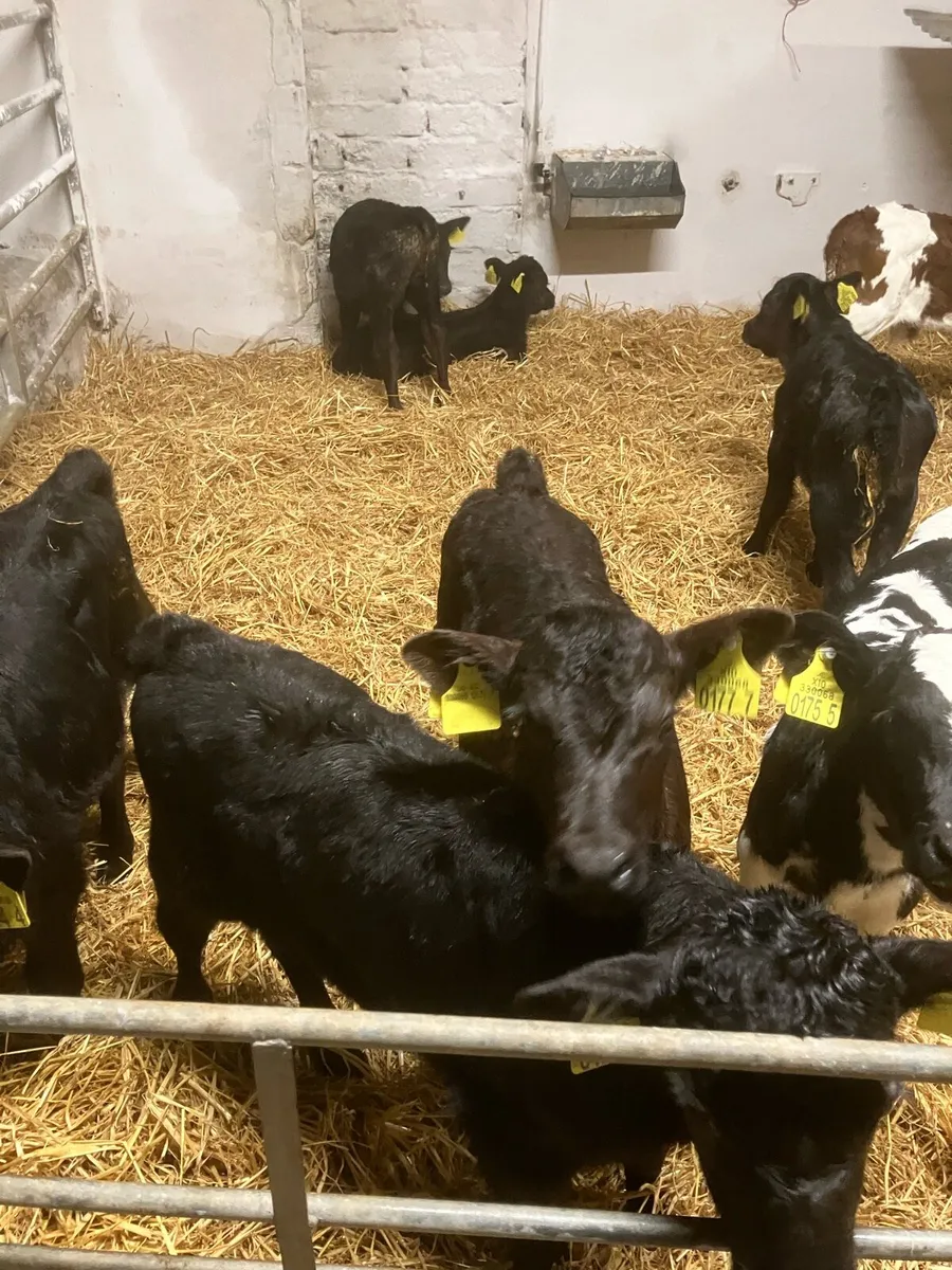 AA female Calfs - Image 4