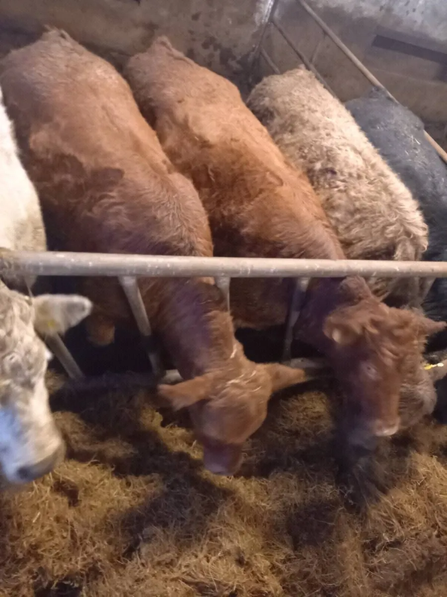 2 red  breeders  for gort  feb 26th - Image 1