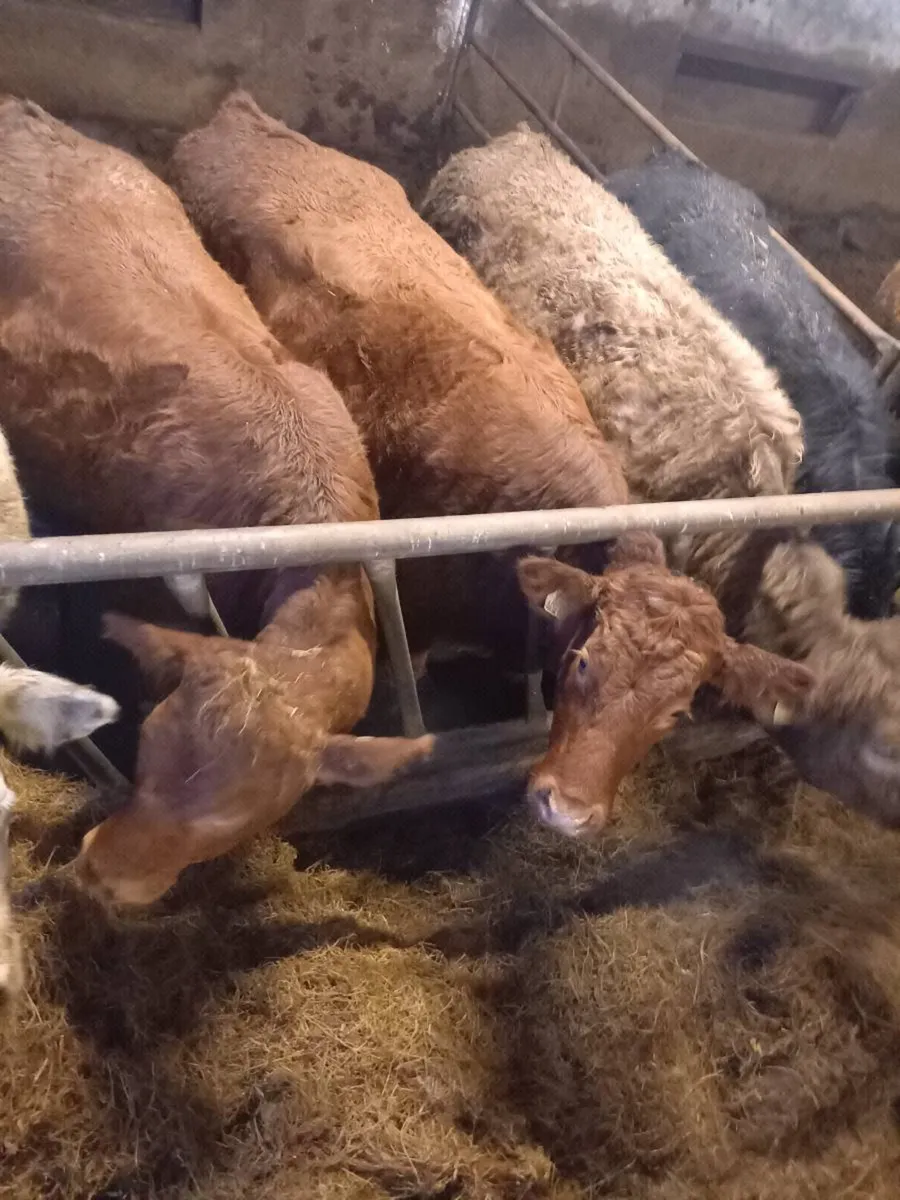 2 red  breeders  for gort  feb 26th - Image 2