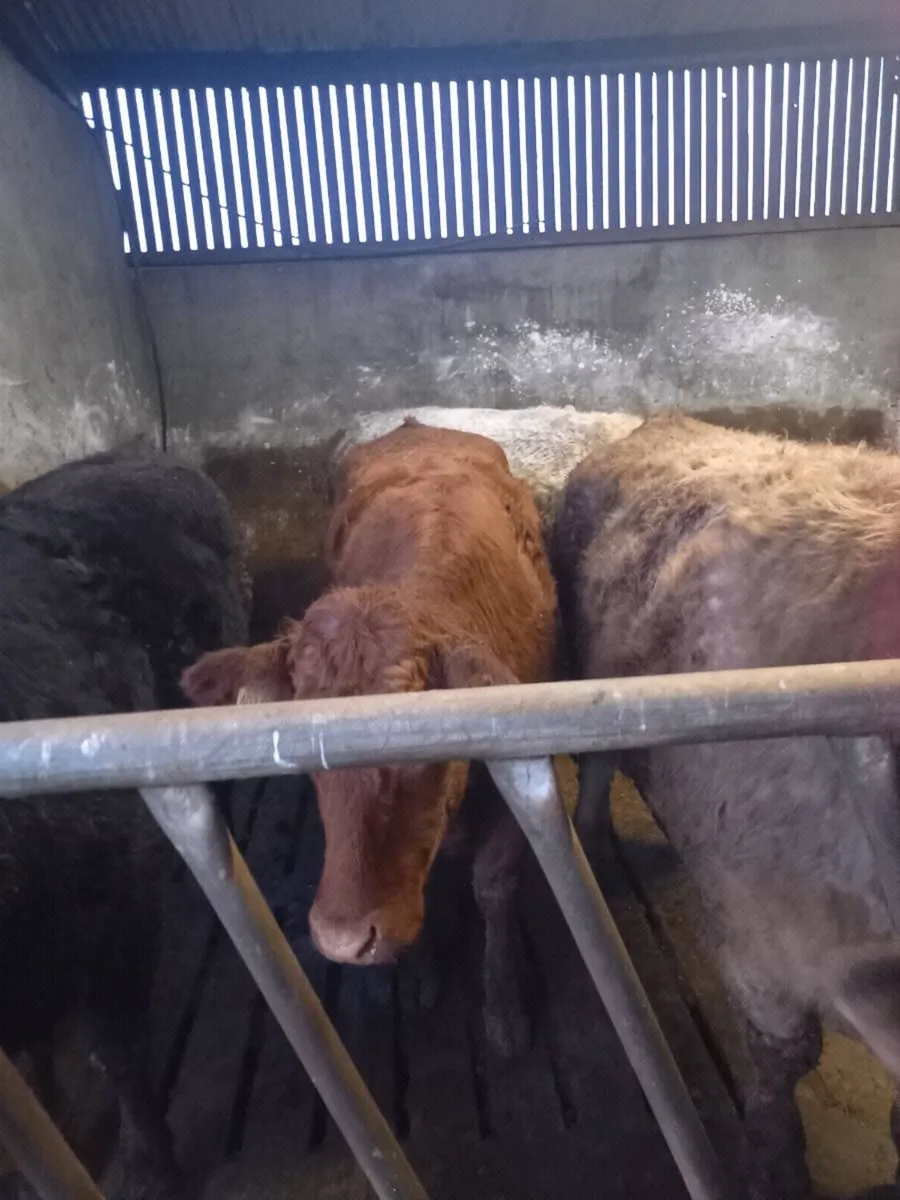 2 red  breeders  for gort  feb 26th - Image 3