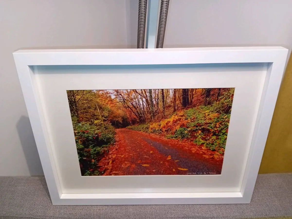 Curragh Woods, East Cork - Image 4