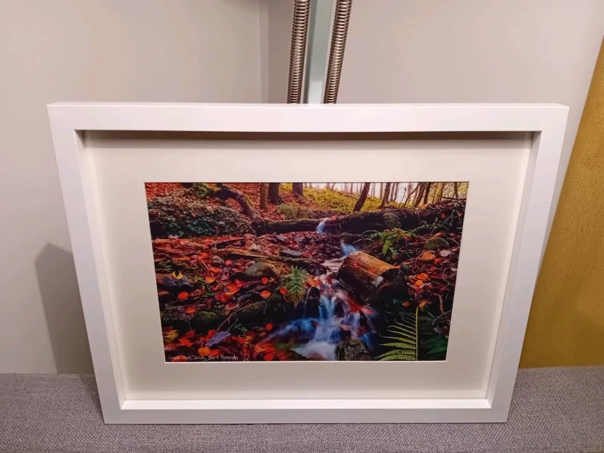 Curragh Woods, East Cork - Image 3