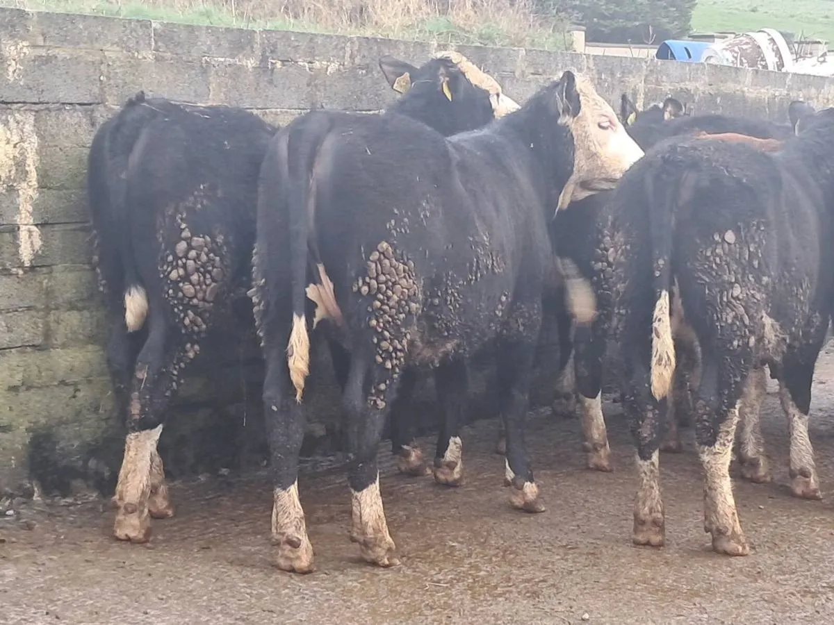 18 HEREFORD HEIFERS (300KGS) - Image 3