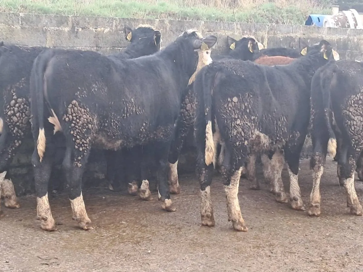 18 HEREFORD HEIFERS (300KGS) - Image 4