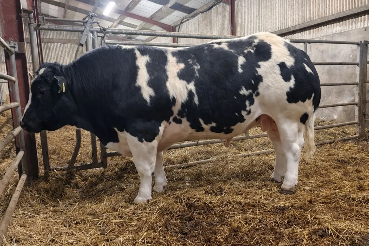 Belgian blue bull - Image 1