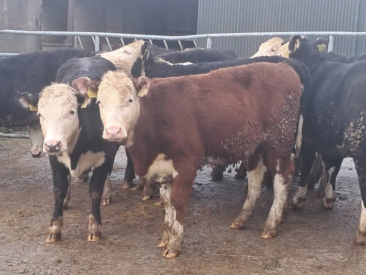 18 HEREFORD HEIFERS (300KGS) - Image 1