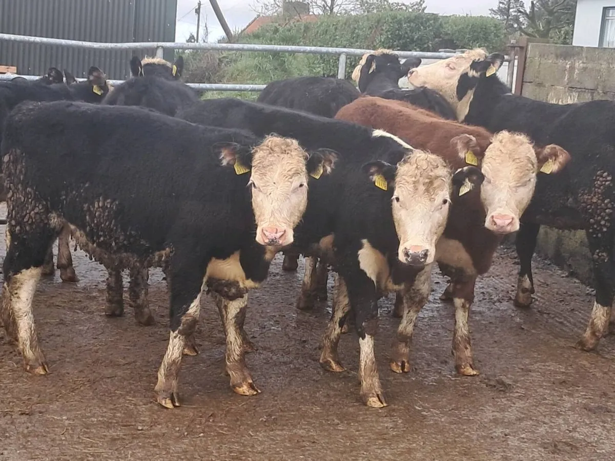 18 HEREFORD HEIFERS (300KGS) - Image 2