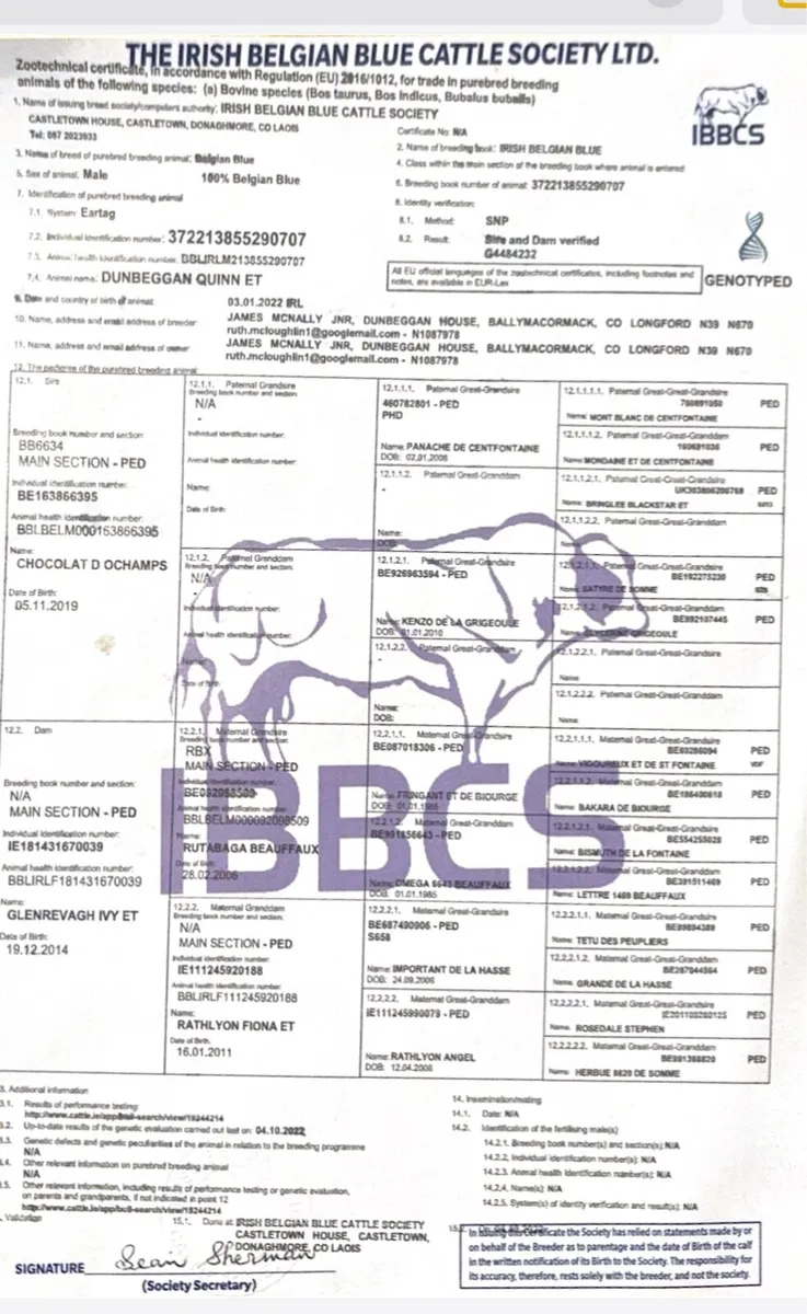 Belgian blue bull - Image 2