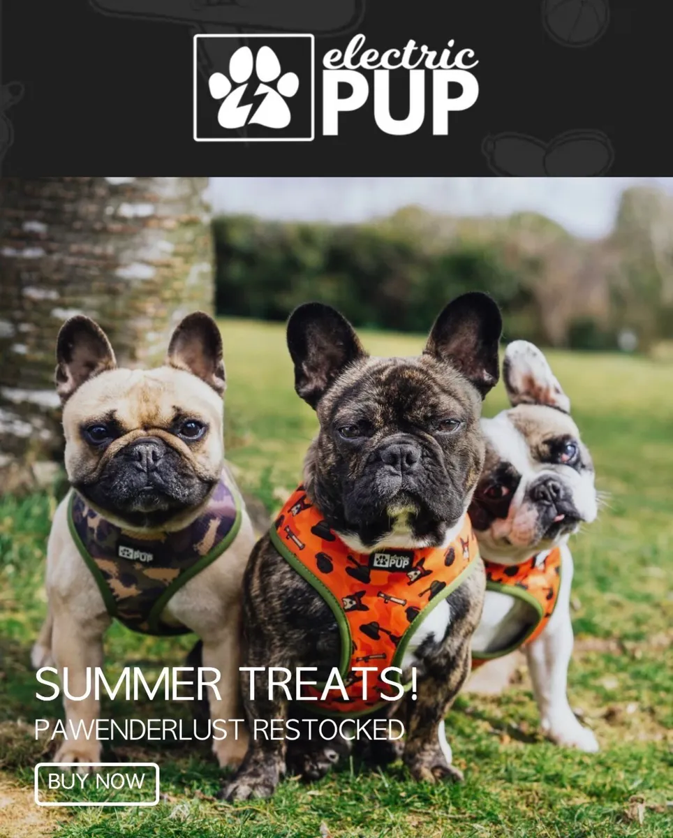 Dog apparel business