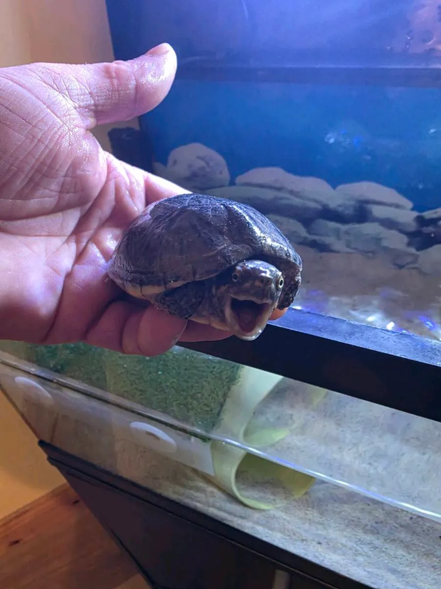 Musk turtle with tank and stand - Image 1