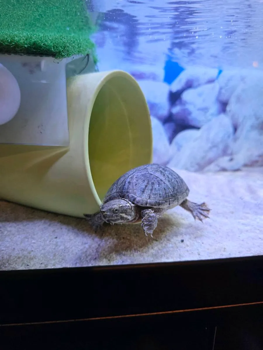 Musk turtle with tank and stand - Image 2