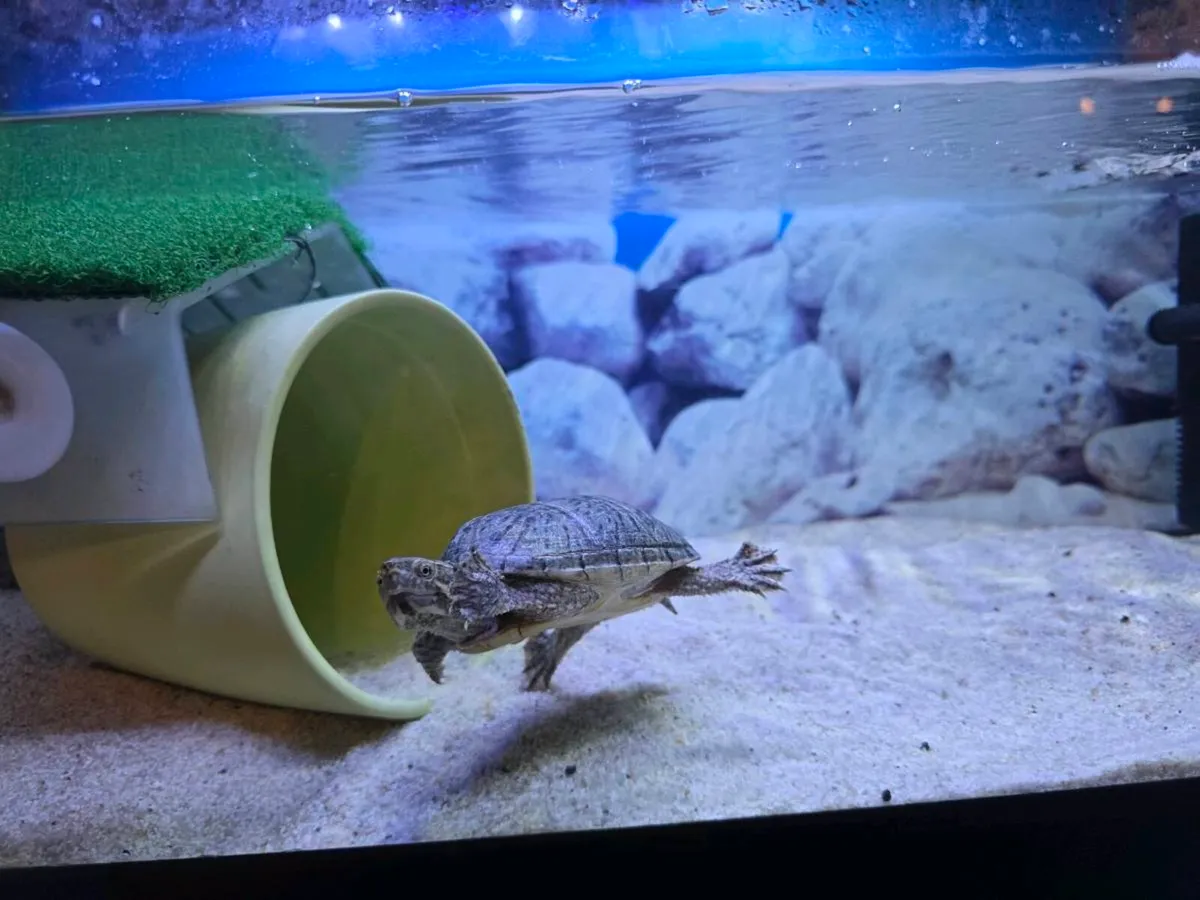 Musk turtle with tank and stand - Image 3