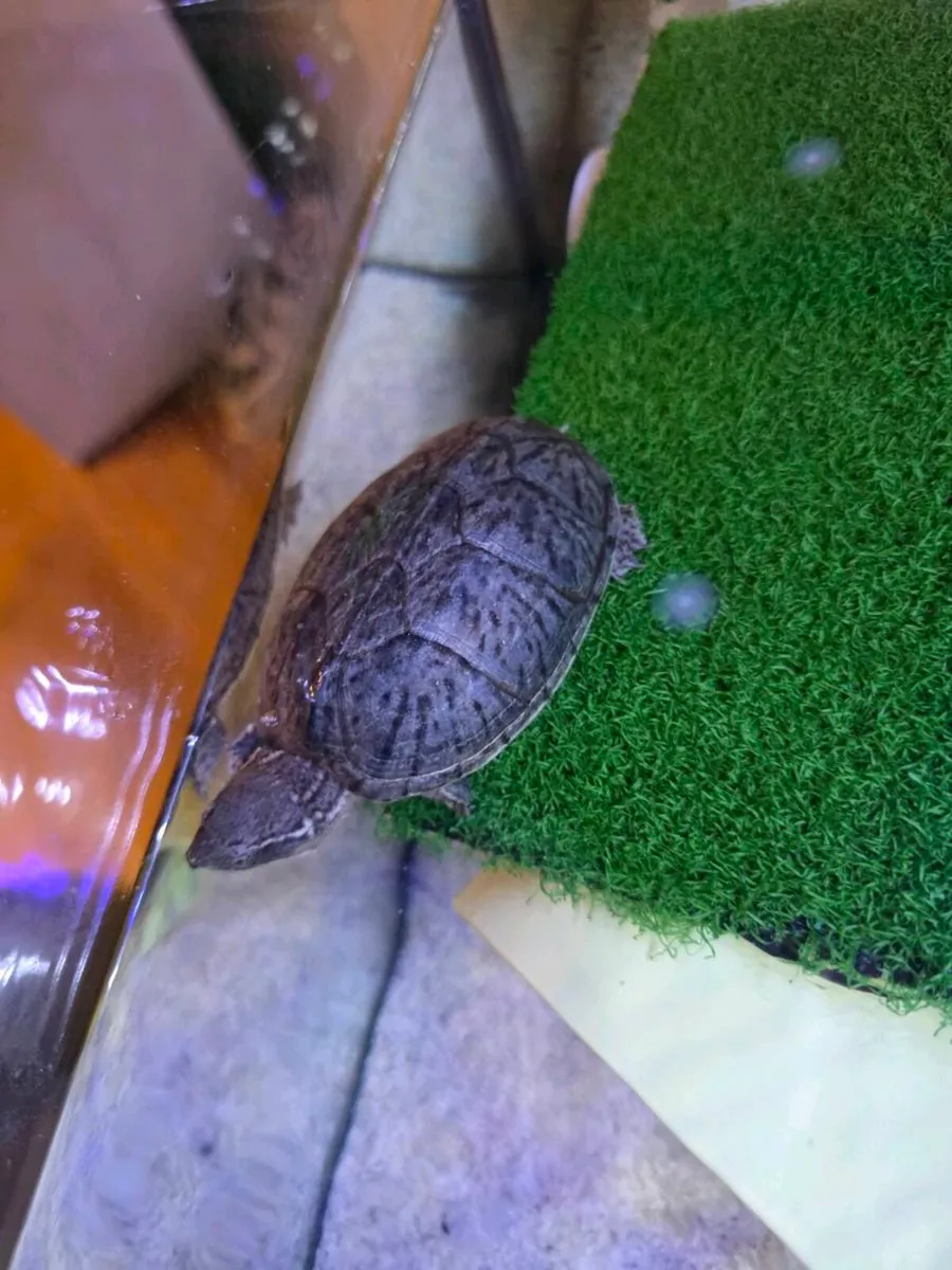 Musk turtle with tank and stand - Image 4