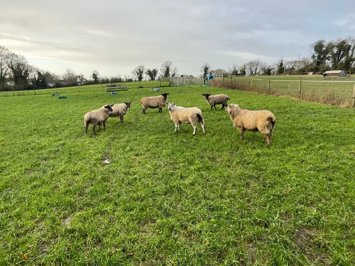 In lamb ewes - Image 2