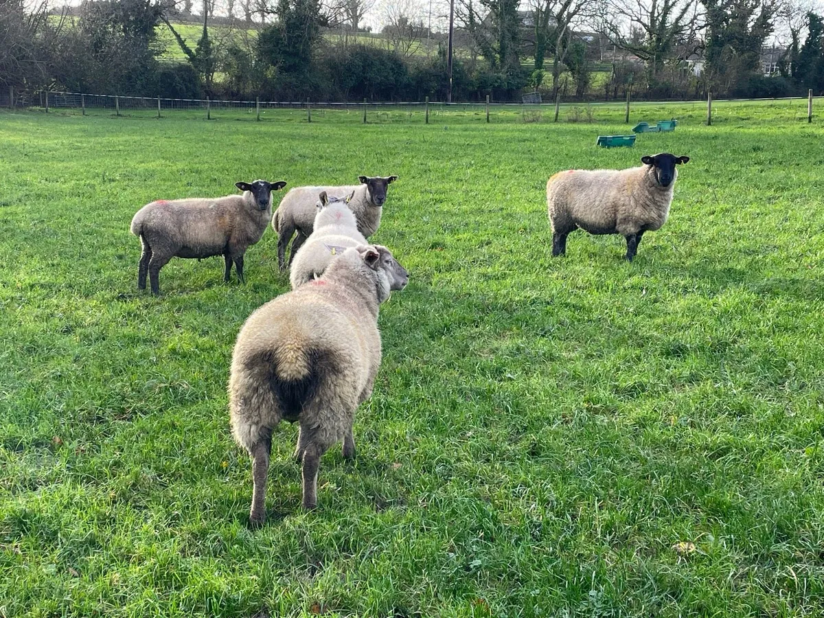 In lamb ewes - Image 3