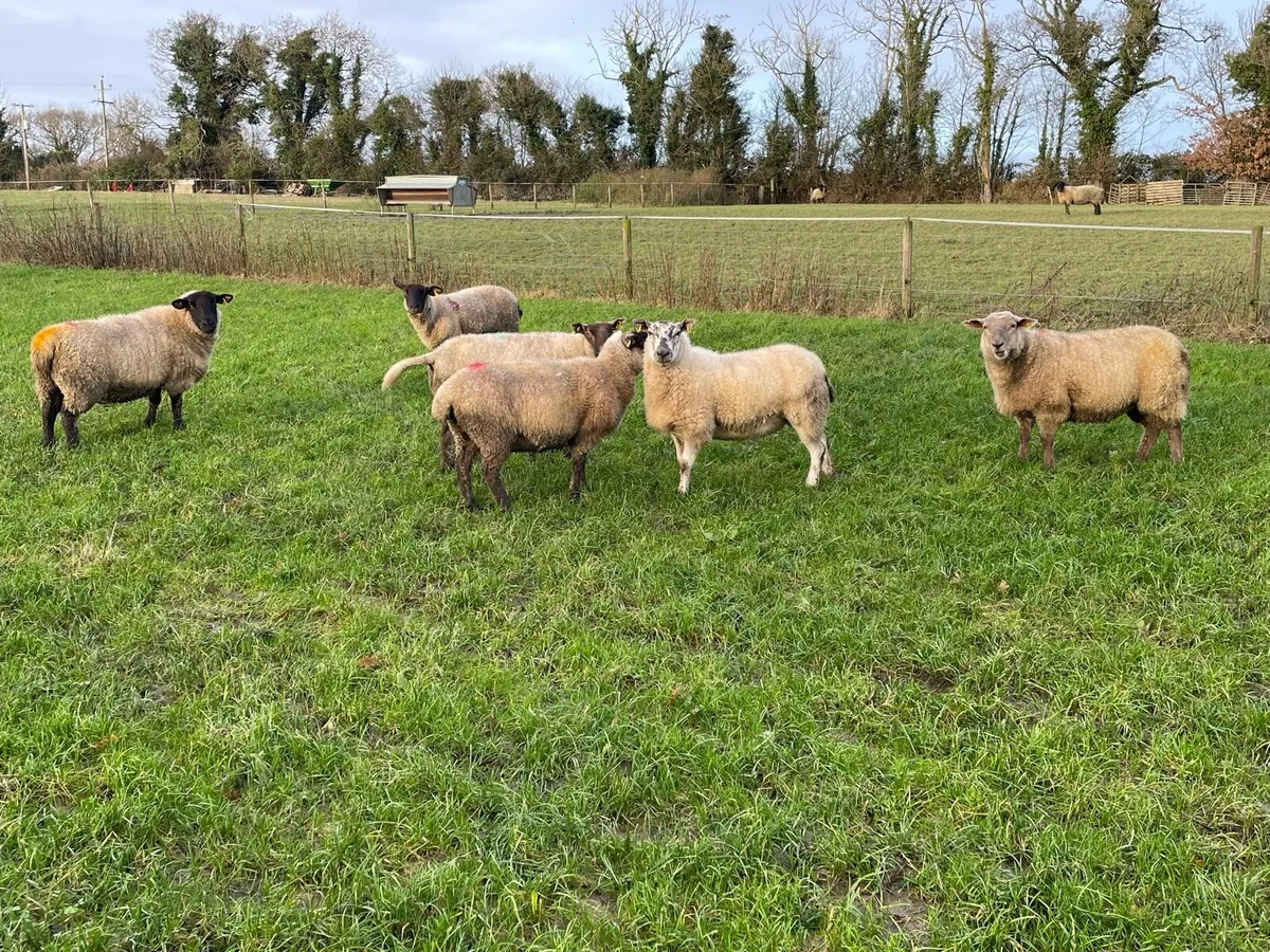 In lamb ewes - Image 1