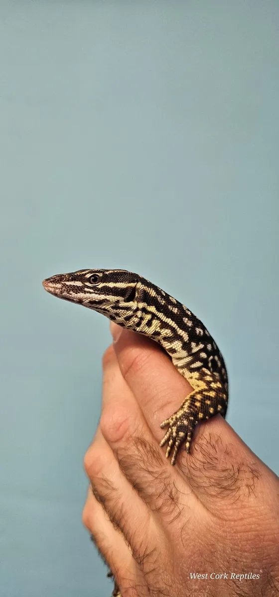 Ackie monitor - Image 2