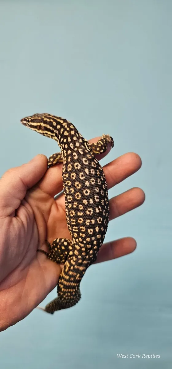 Ackie monitor - Image 1