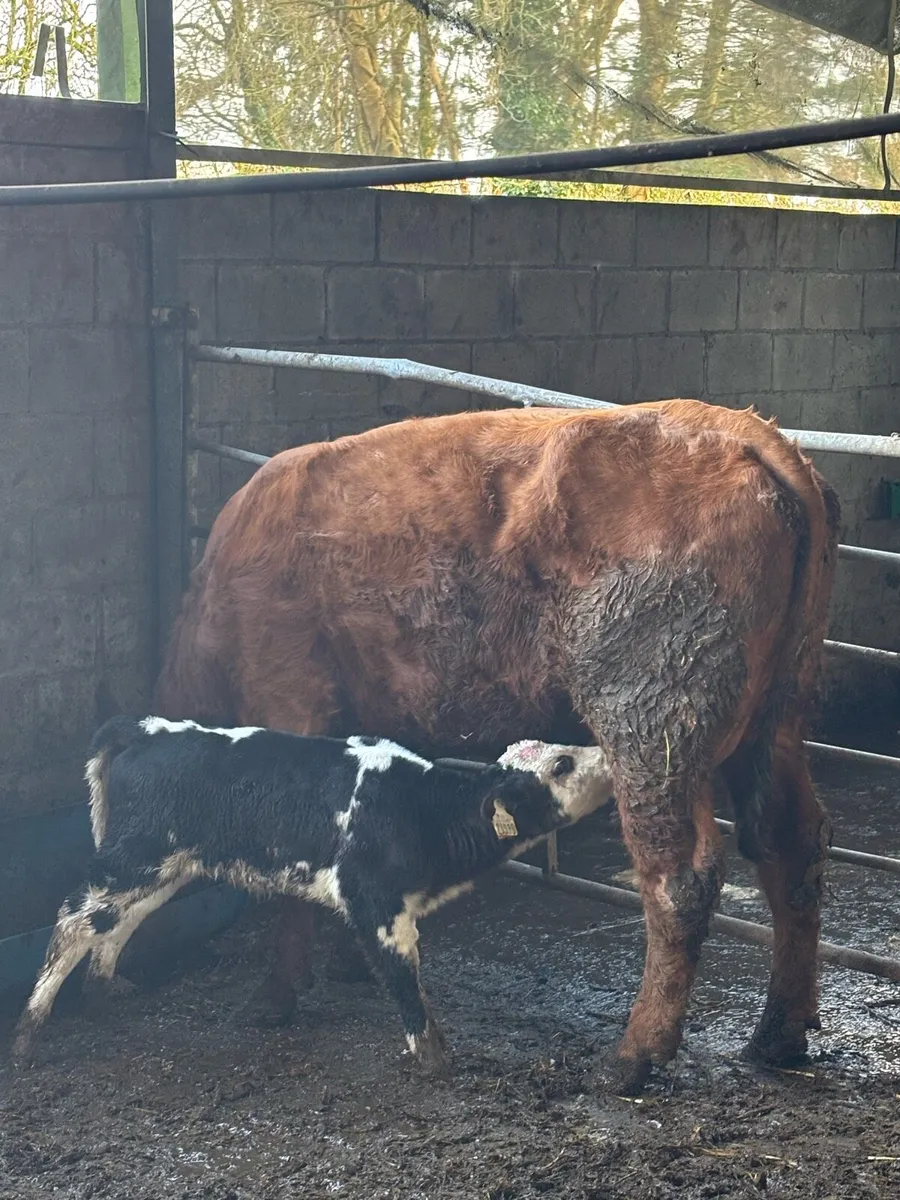 Limousine heifer + Blue calf - Image 1