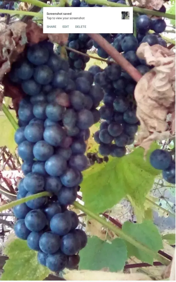 Muscatel bare root grape vine - Image 1