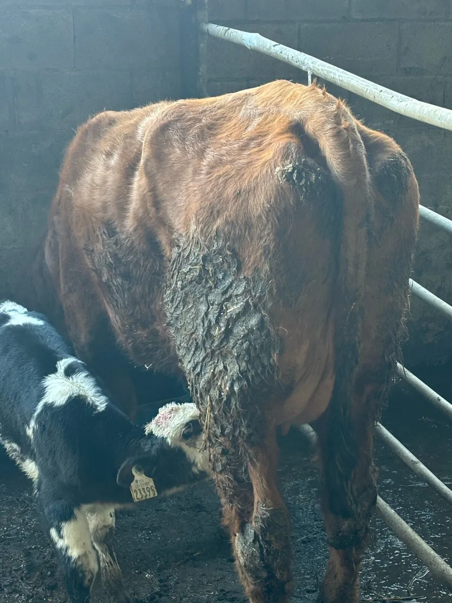 Limousine heifer + Blue calf - Image 2