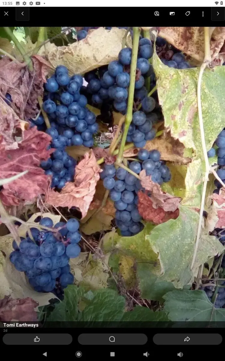 Muscatel bare root grape vine - Image 2