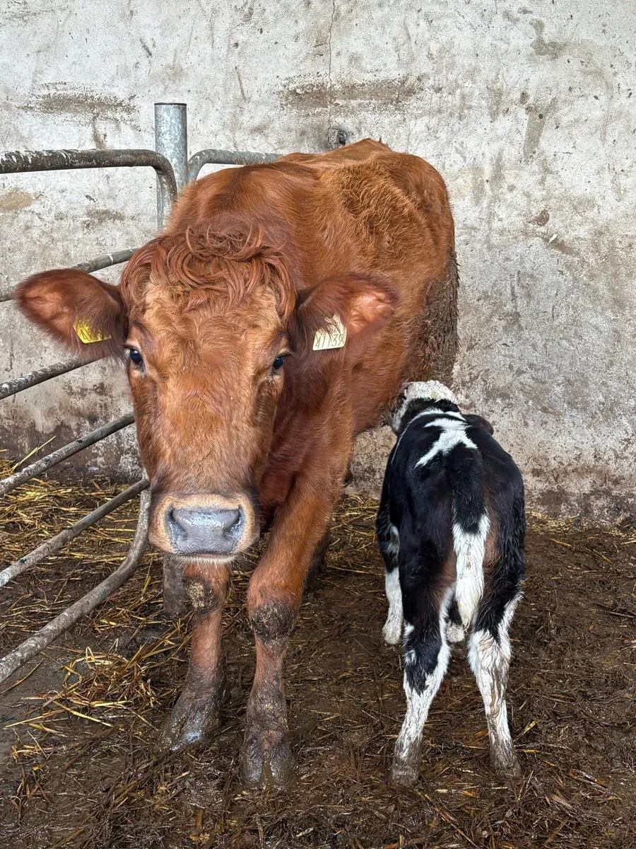 Limousine heifer + Blue calf - Image 3