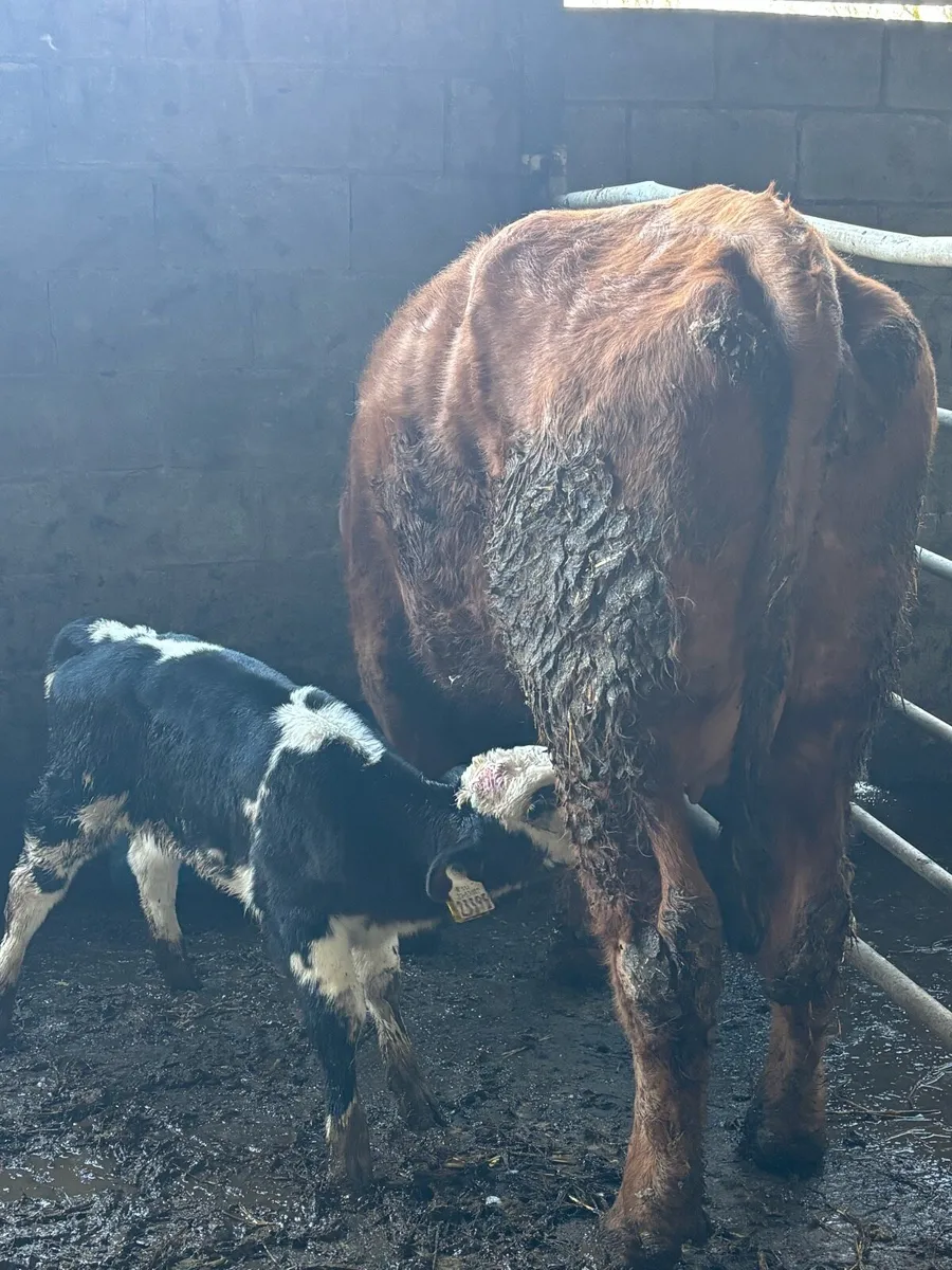 Limousine heifer + Blue calf - Image 4