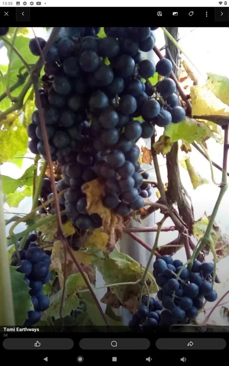 Muscatel bare root grape vine - Image 4