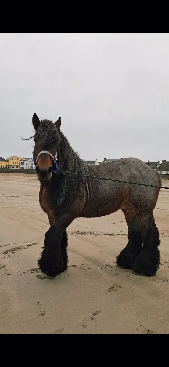 Horse for stud - Image 1