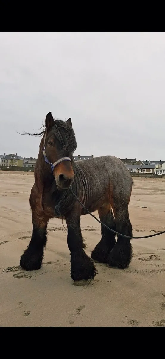 Horse for stud - Image 4