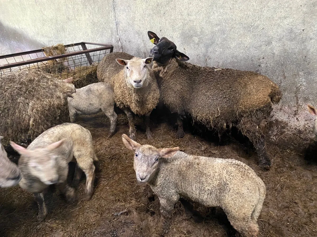 Ewes with lambs at foot - Image 1