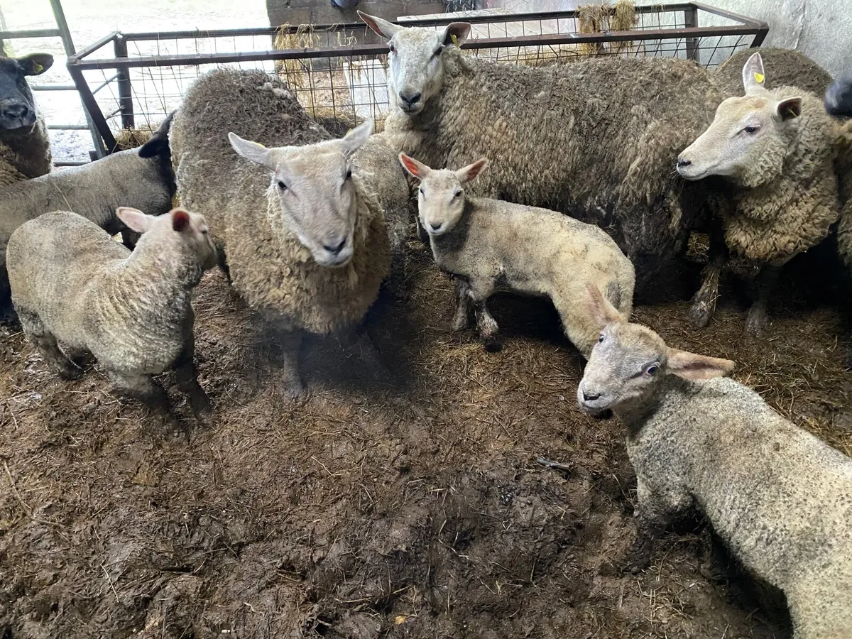 Ewes with lambs at foot - Image 2
