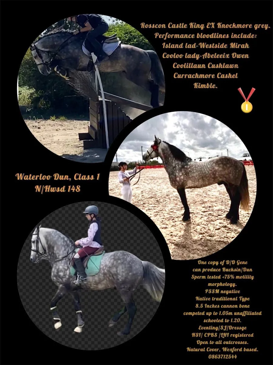 Waterloo dun at Stud. - Image 1