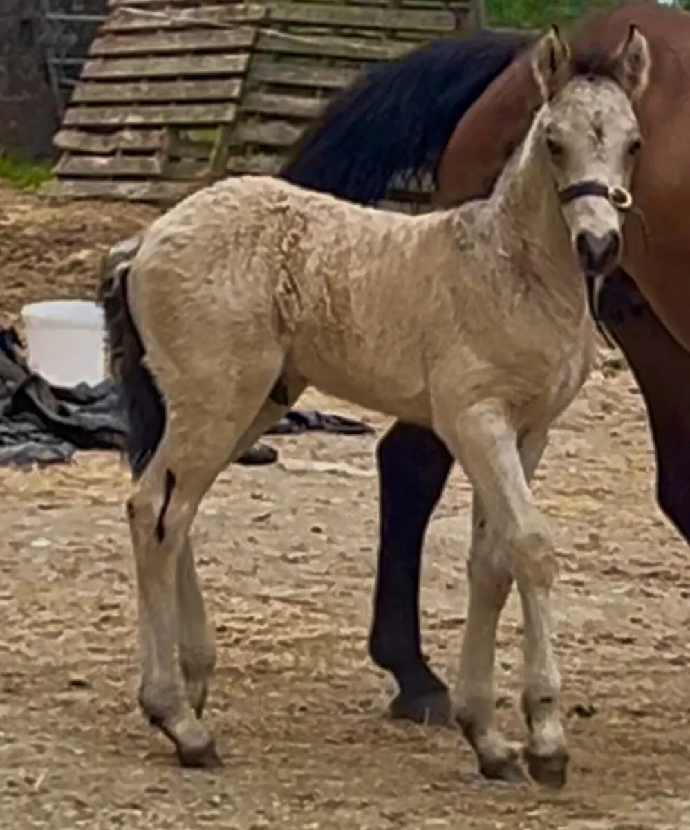 Waterloo dun at Stud. - Image 2