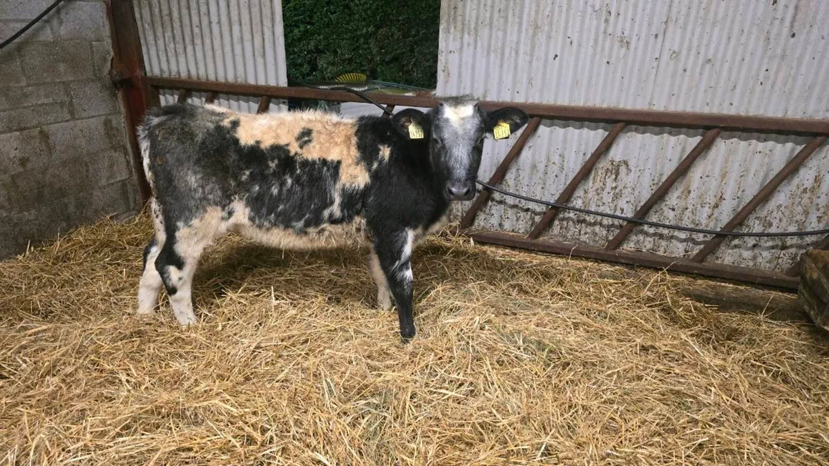 Breeding heifer - Image 1