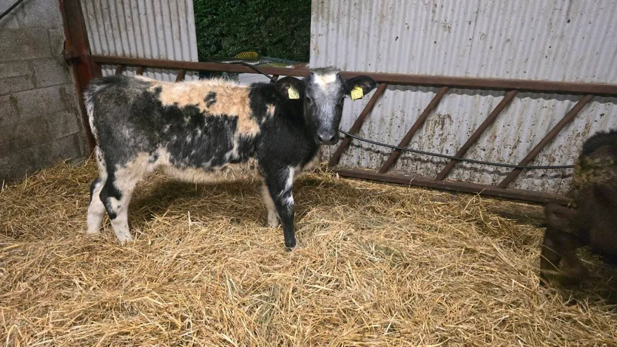 Breeding heifer - Image 2