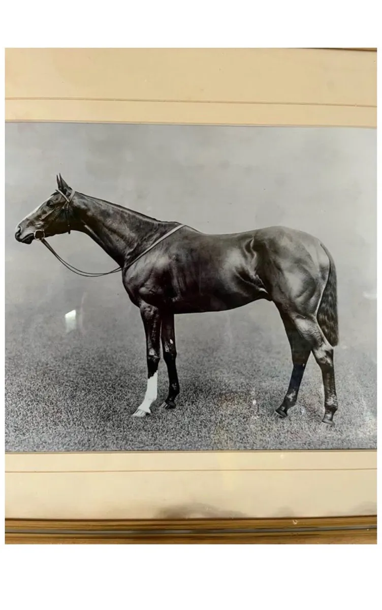 Framed Picture Racehorse Spearmint - Image 2