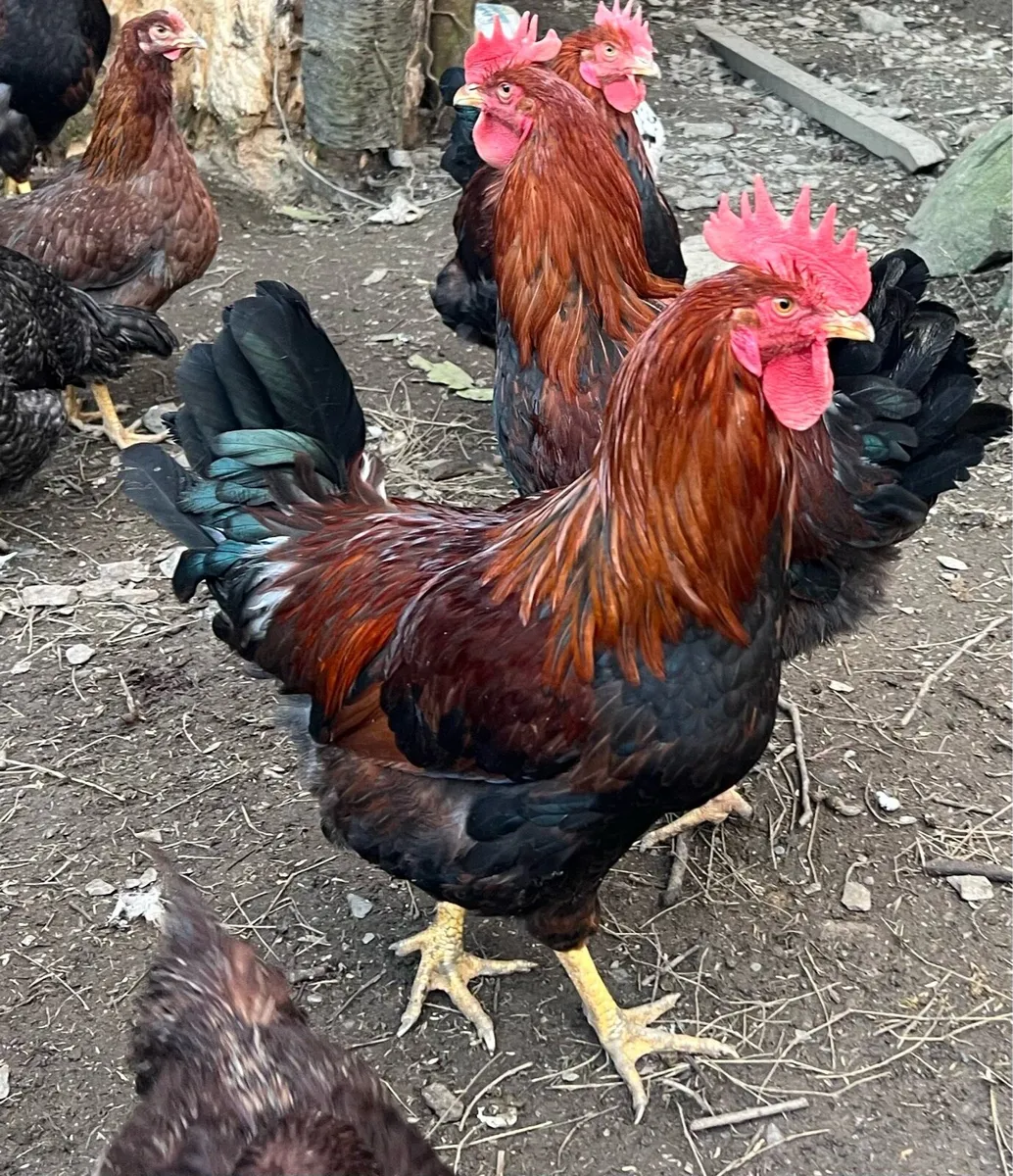 Purebred Welsummer Roosters - Image 1