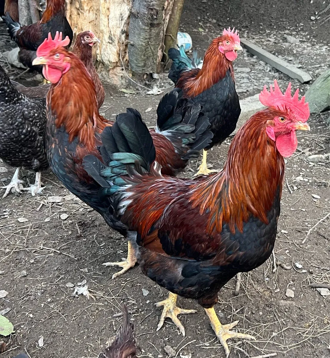 Purebred Welsummer Roosters - Image 3