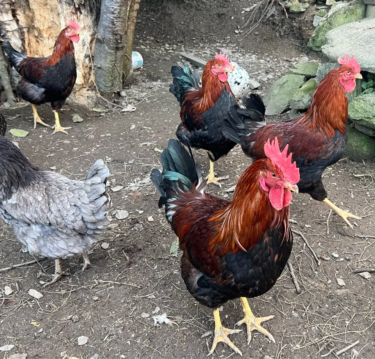 Purebred Welsummer Roosters - Image 4