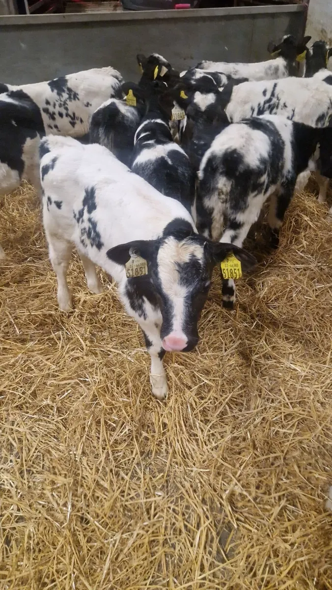 12 super Belgium blue heifer calves - Image 1