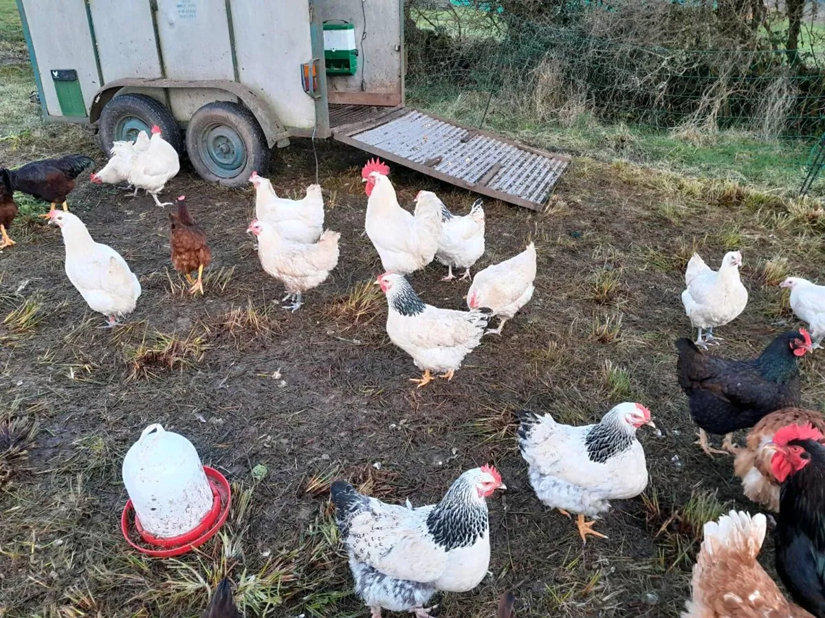 Barnvelder Bresse trios hatching eggs - Image 2