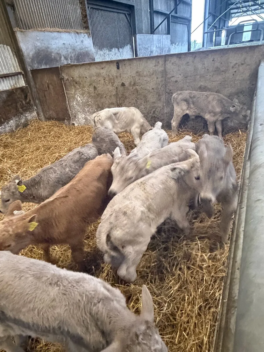 30 Charolais calves - Image 3