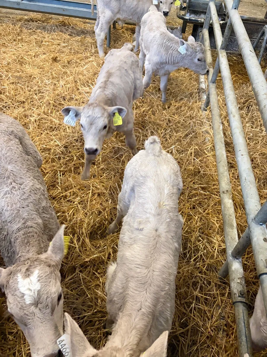 30 Charolais calves - Image 4