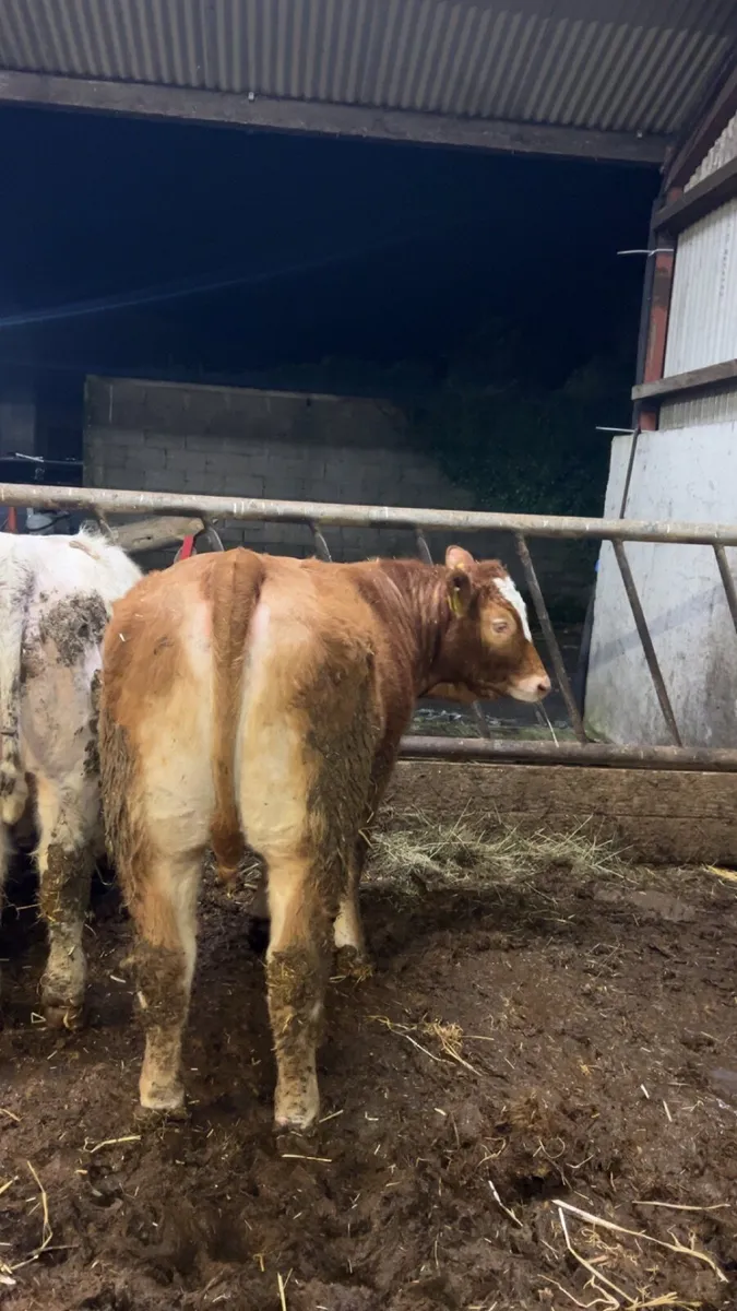 Drumshanbo Mart Friday 27th - Image 1