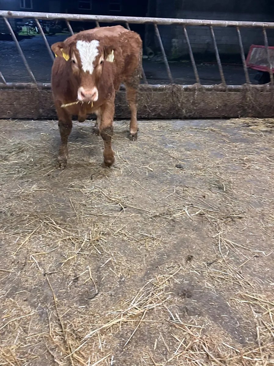 Drumshanbo Mart Friday 27th - Image 4